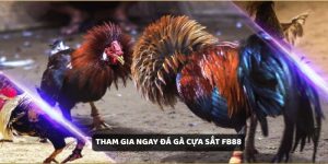 Tìm Hiểu Về Đá Gà Cựa Sắt và Các Loại Cược Phổ Biến