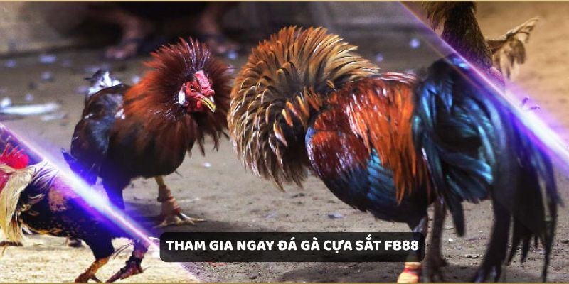 Tìm Hiểu Về Đá Gà Cựa Sắt và Các Loại Cược Phổ Biến