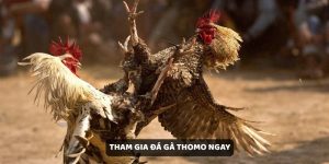 Đá Gà Thomo – Trải Nghiệm Mới Lạ Với Game Chơi Thú Vị