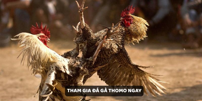 Đá Gà Thomo – Trải Nghiệm Mới Lạ Với Game Chơi Thú Vị