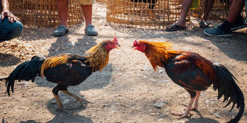 Mẹo chơi đá gà giúp hội viên giữ tâm lý ổn định trong suốt trận đấu