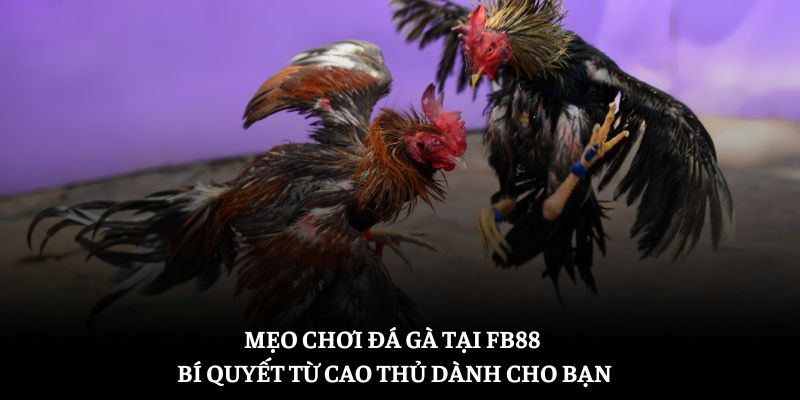 Mẹo Chơi Đá Gà Tại FB88 – Bí Quyết Từ Cao Thủ Dành Cho Bạn