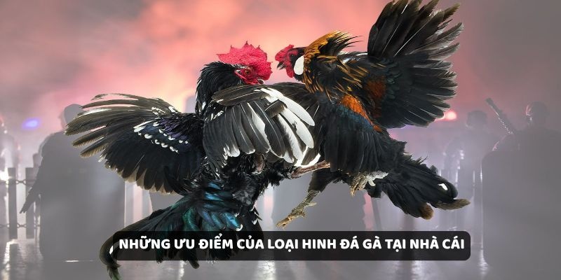 Những ưu điểm của loại hinh đá gà tại nhà cái