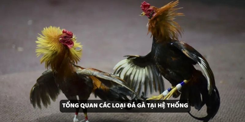 Tổng quan các loại đá gà tại hệ thống