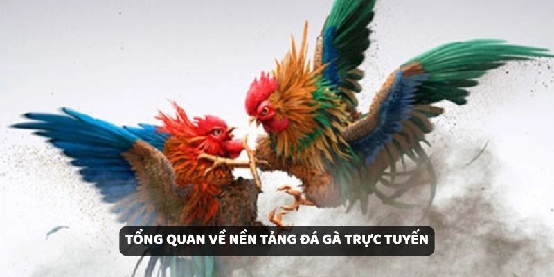Tổng quan về nền tảng đá gà trực tuyến